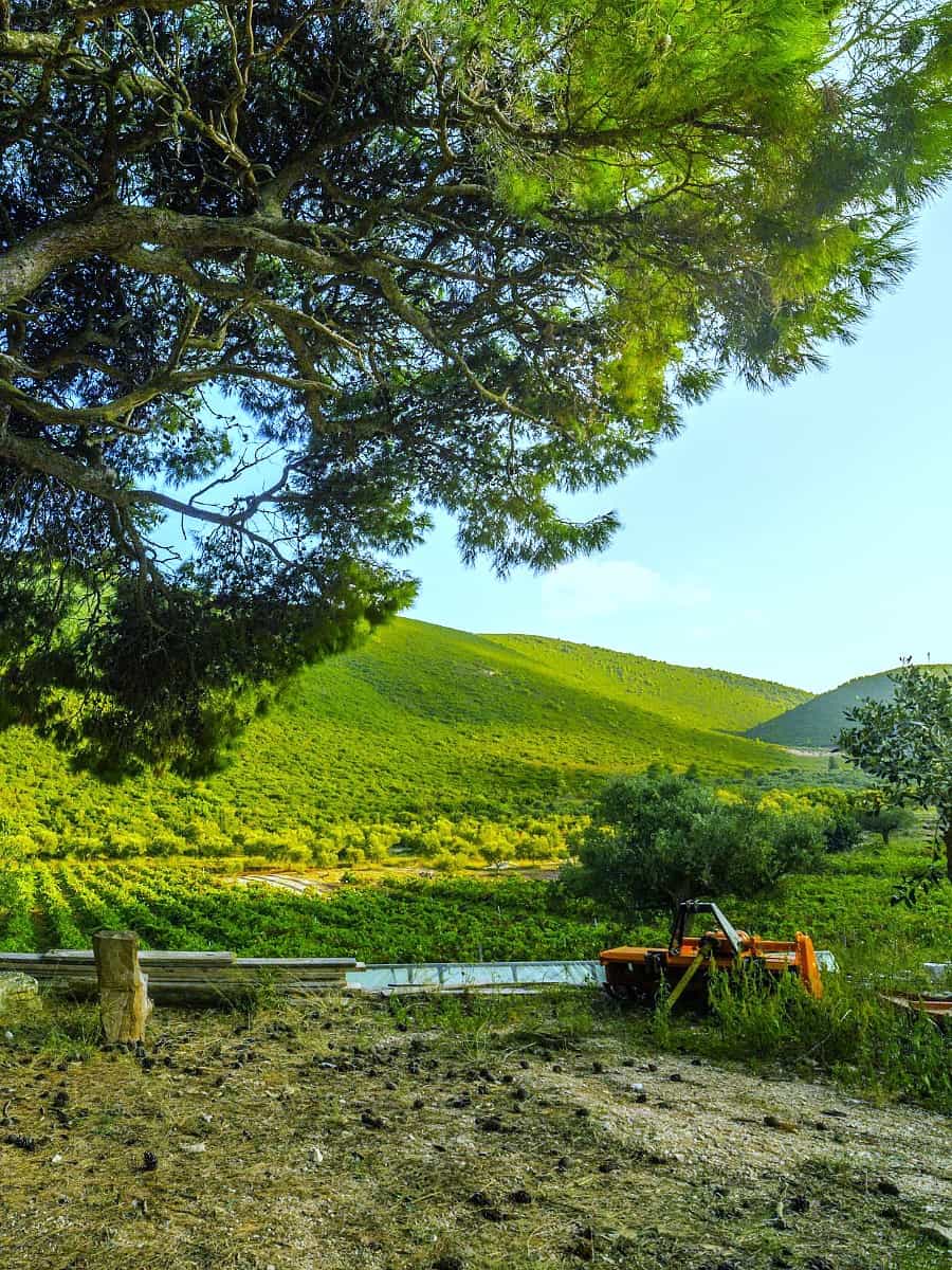Wine Harvest, Laganas