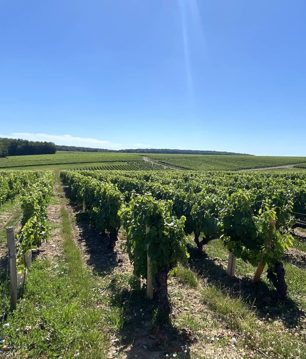 Wine Tasting, Loire Valley Wine Tasting, Loire Valley