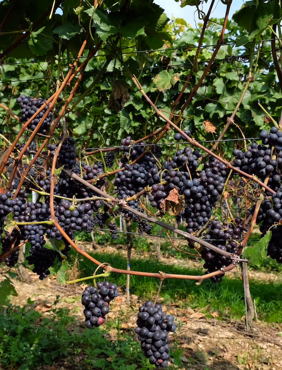 Wine Tasting Tour Koblenz Wine Tasting Tour Koblenz