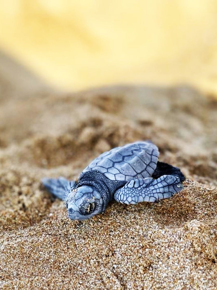Afitos Beach, Argostoli Afitos Beach, Argostoli