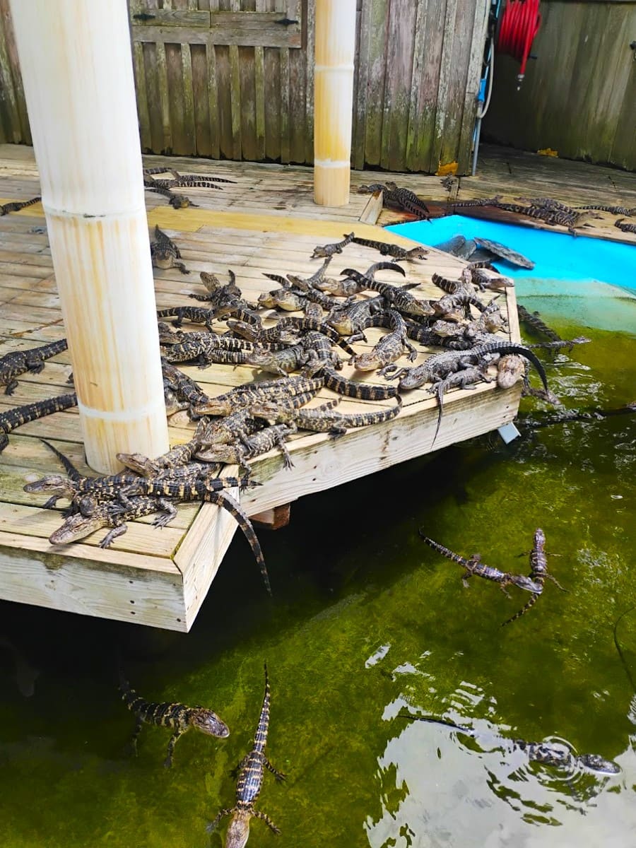 Alligator Adventure, Myrtle Beach, SC Alligator Adventure, Myrtle Beach, SC