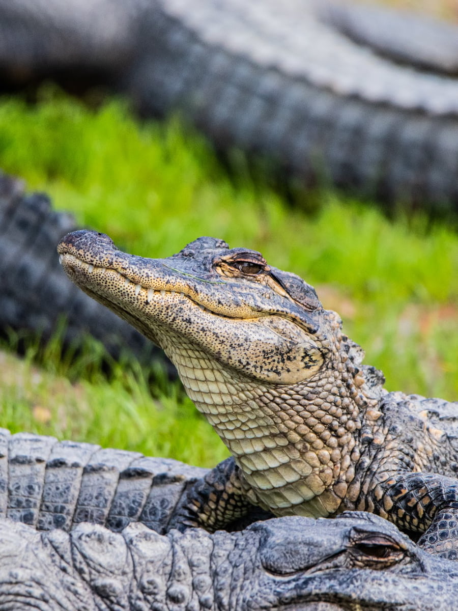 Alligator Adventure, Myrtle Beach, SC Alligator Adventure, Myrtle Beach, SC