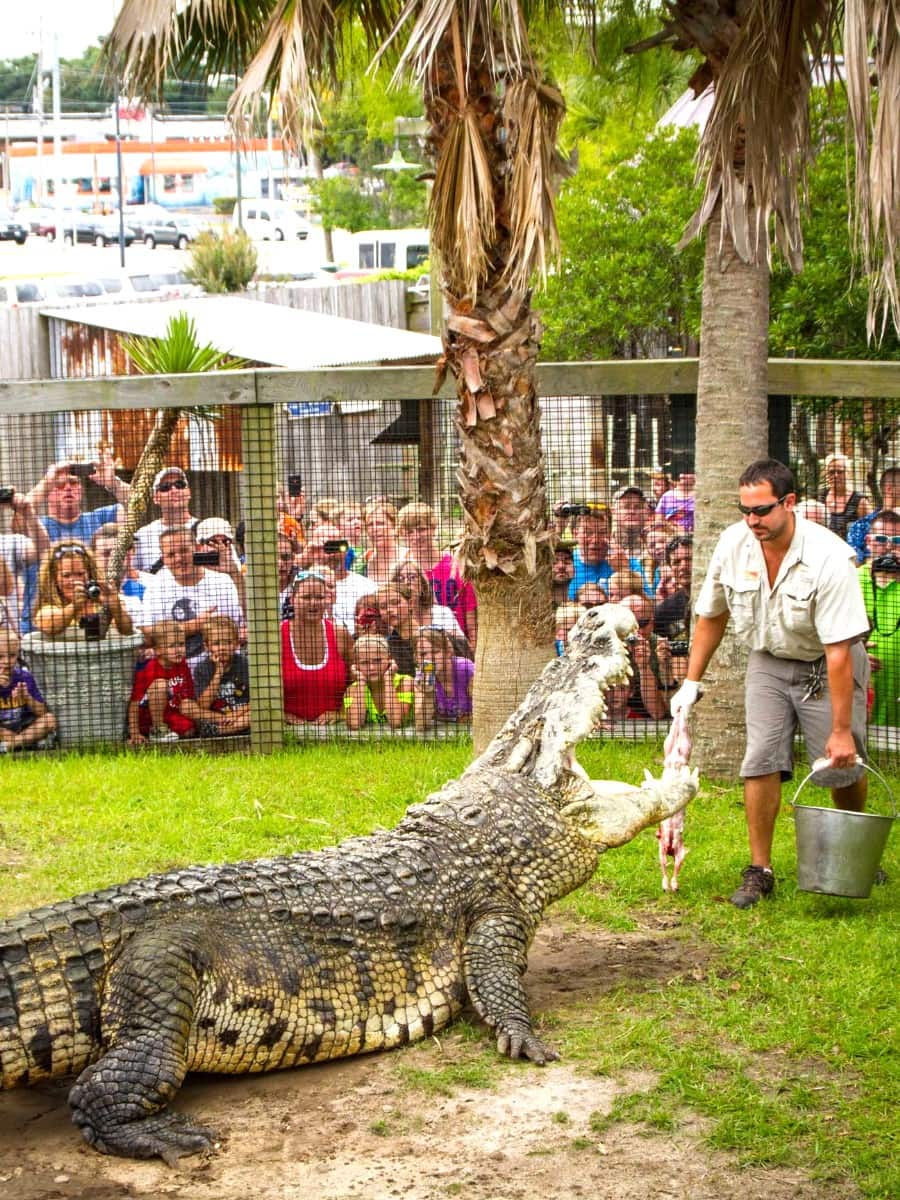 Alligator Adventure, Myrtle Beach, SC Alligator Adventure, Myrtle Beach, SC