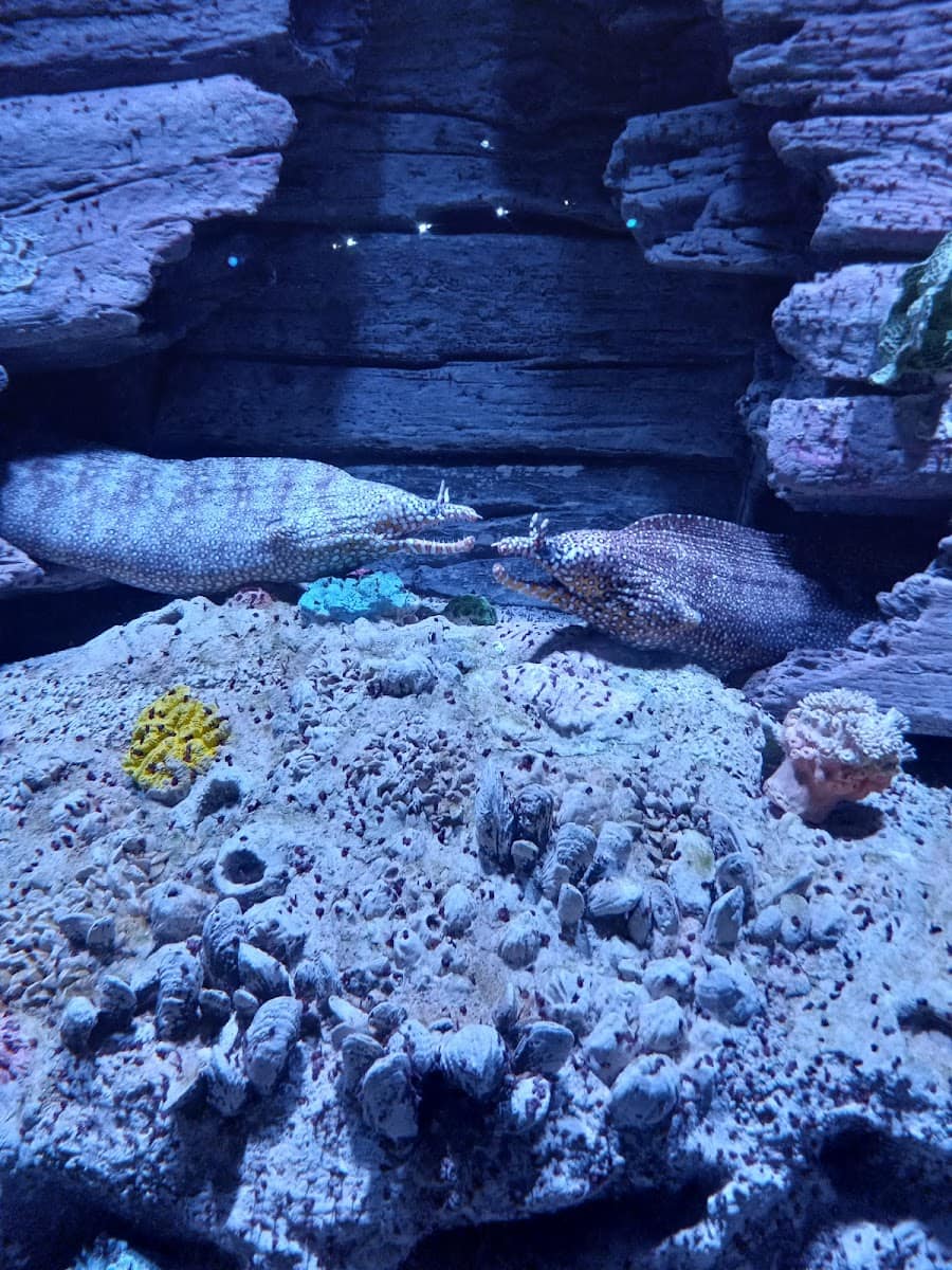 Inside of Aquarium at the Boardwalk, Branson MO