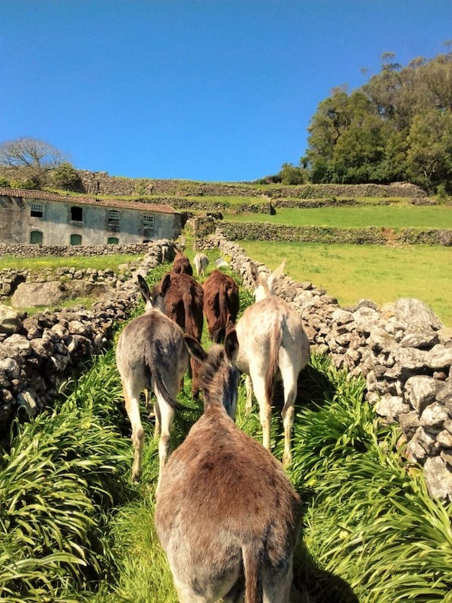 Asinus Atlanticus Terceira