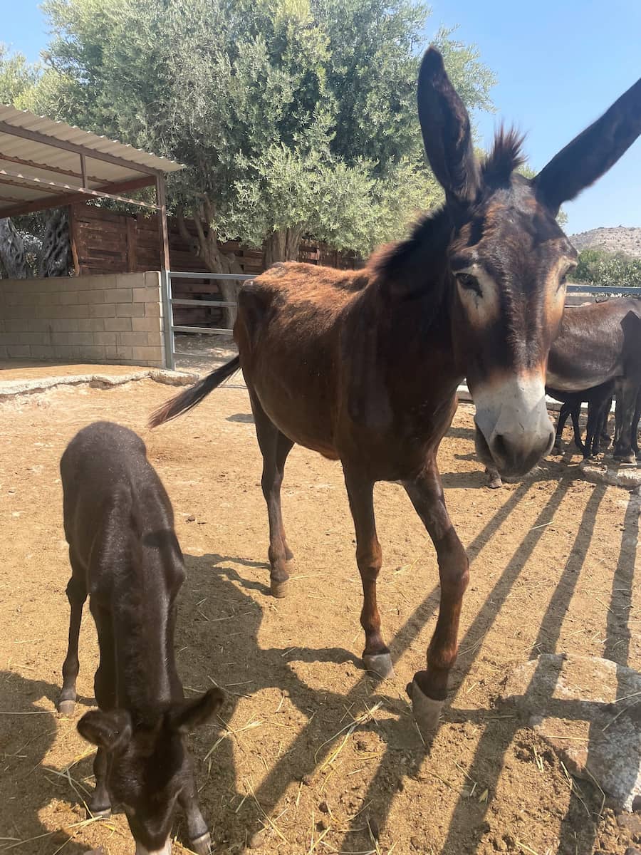 Asinus Atlanticus Terceira