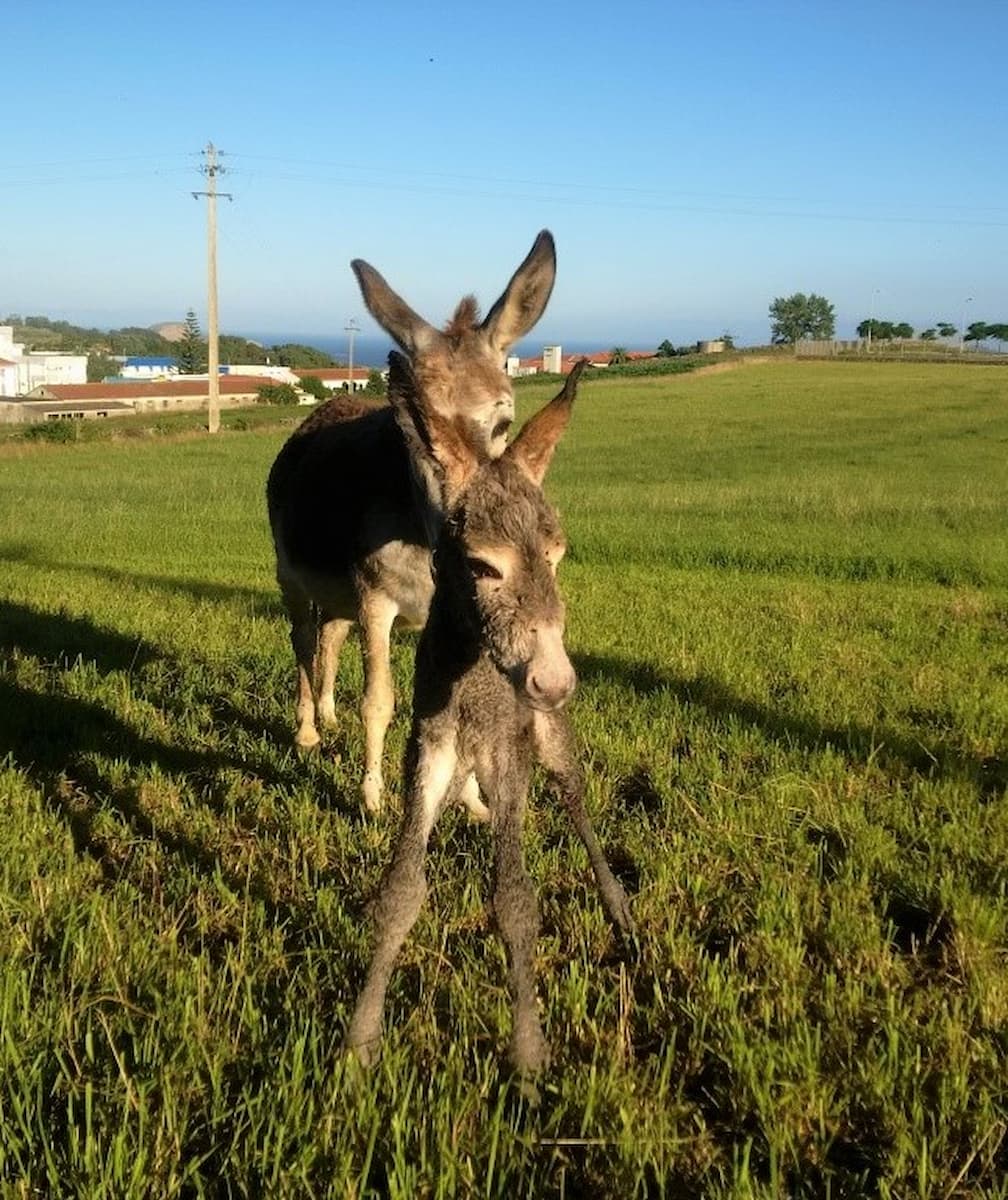 Asinus Atlanticus Terceira