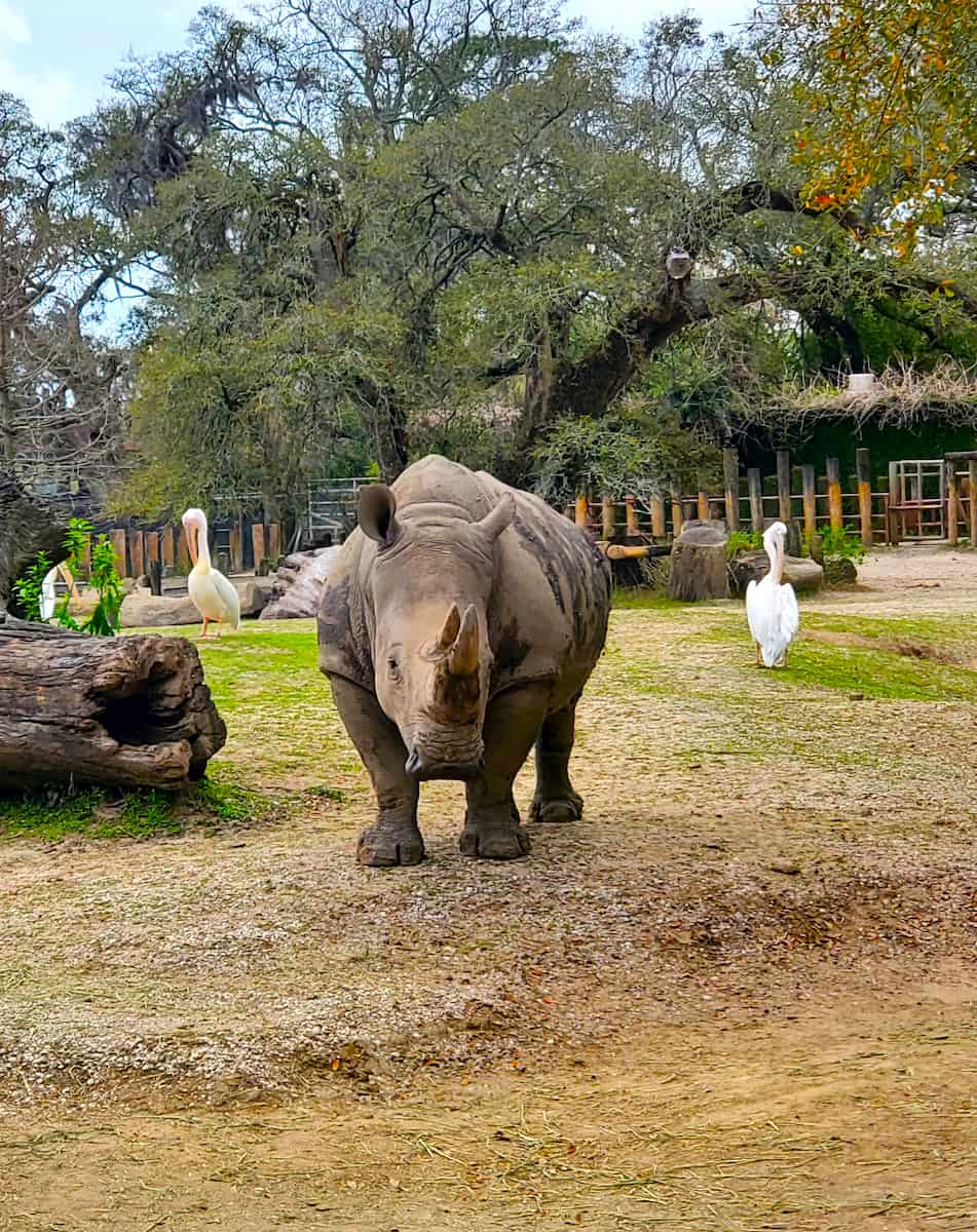 Audubon Zoo, New Orleans Audubon Zoo, New Orleans