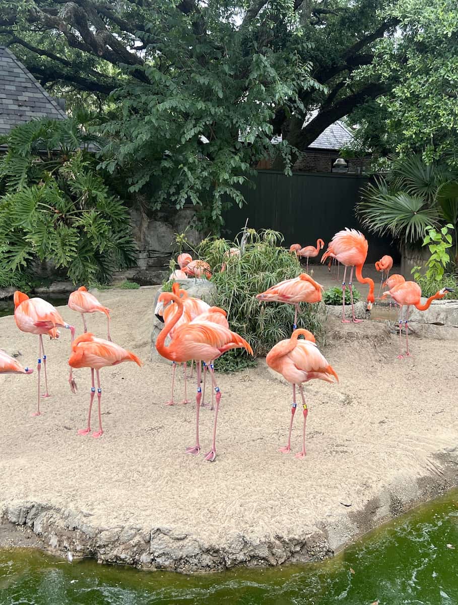 Audubon Zoo, New Orleans Audubon Zoo, New Orleans