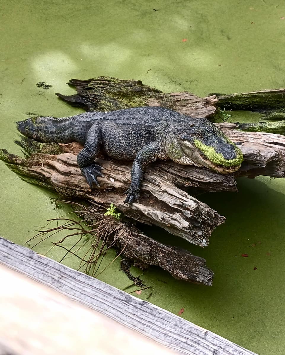 Audubon Zoo, New Orleans Audubon Zoo, New Orleans