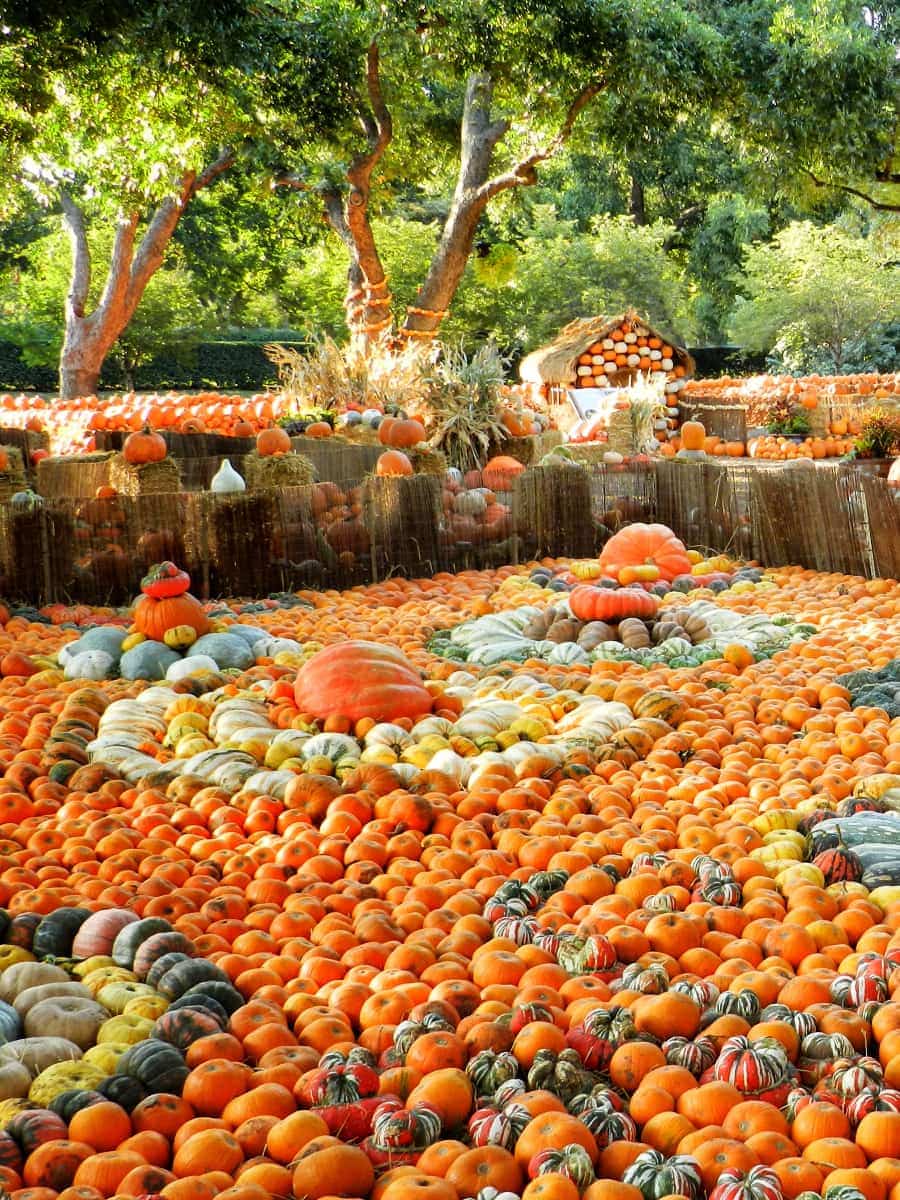 Autumn in Dallas Arboretum, Dallas Autumn in Dallas Arboretum, Dallas