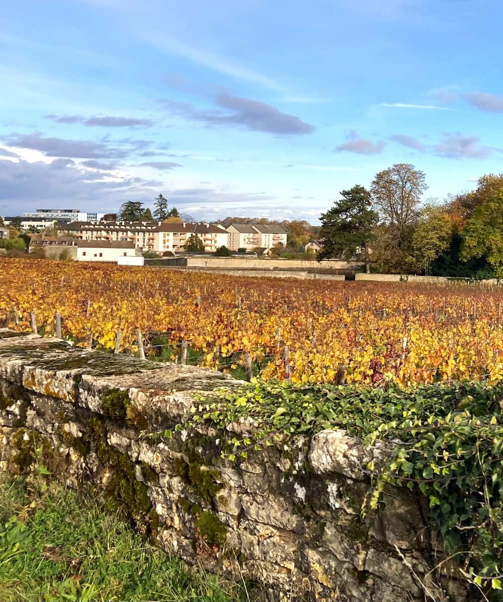 Autumn in Beaune
