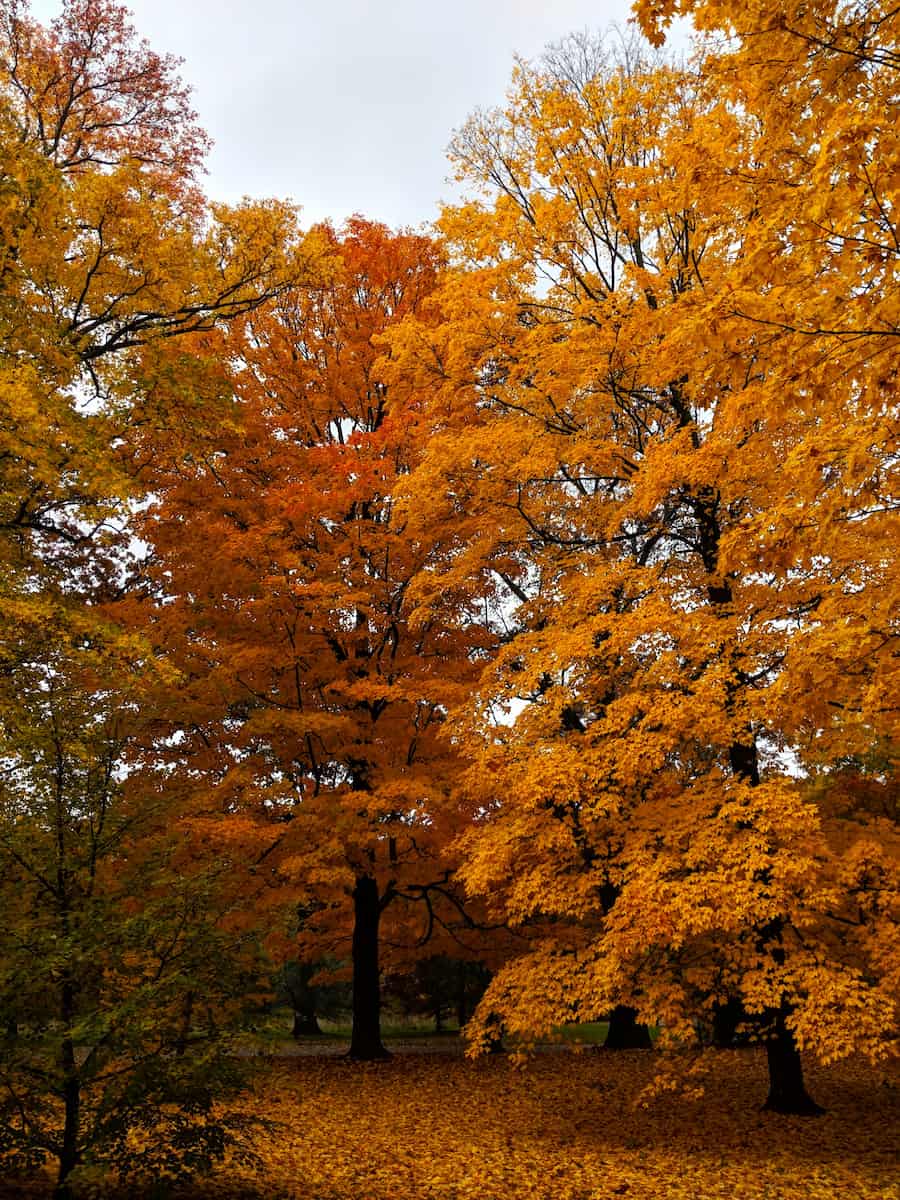 Autumn in Boston Autumn in Boston