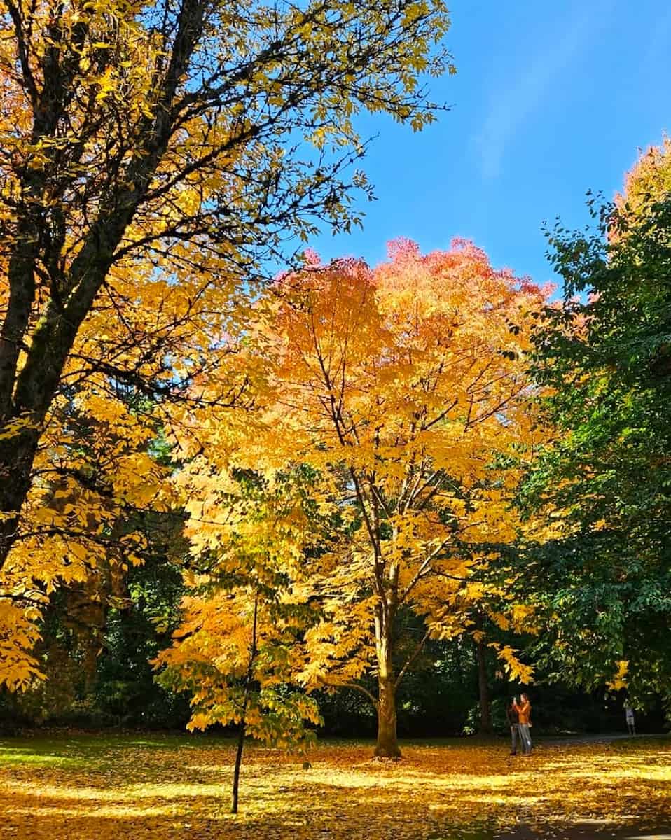 Autumn in Vancouver Autumn in Vancouver