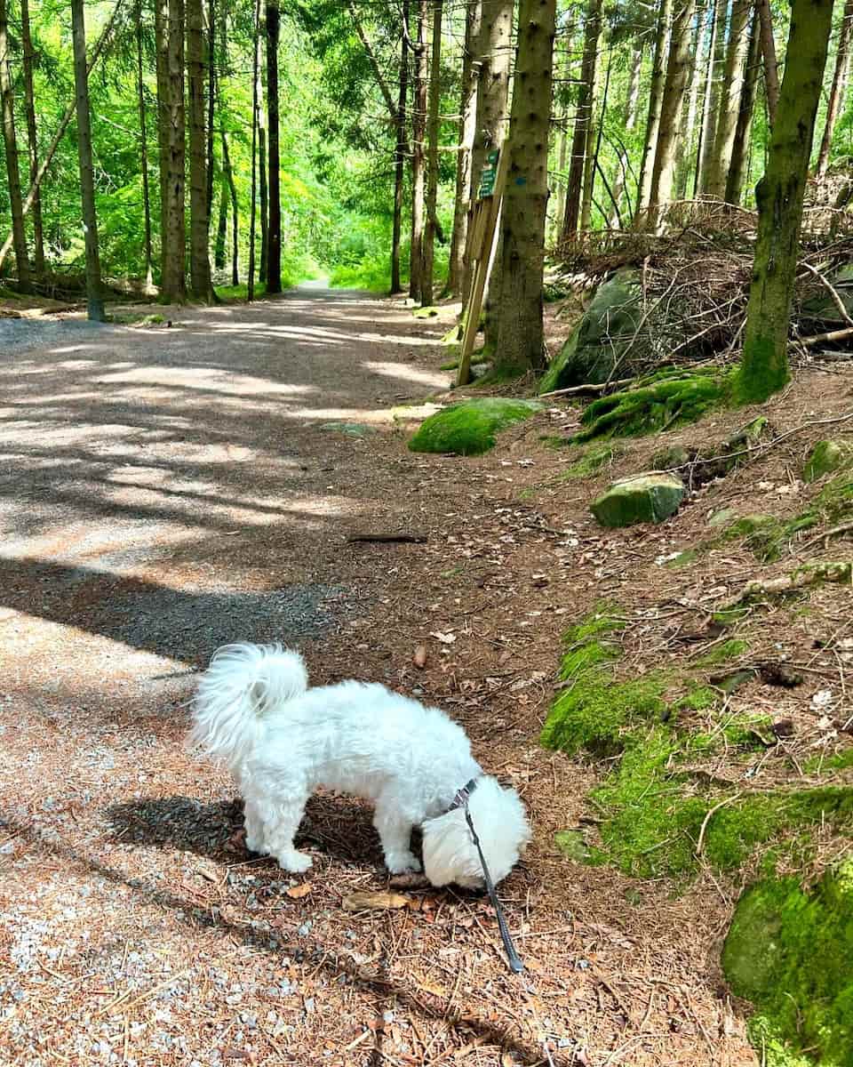 Baneheia Trails, Kristiansand