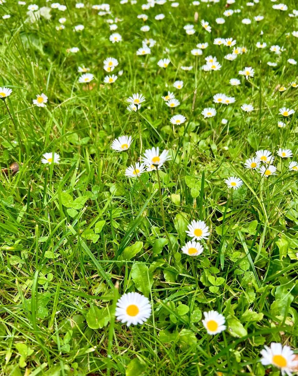 Baneheia Trails, Kristiansand