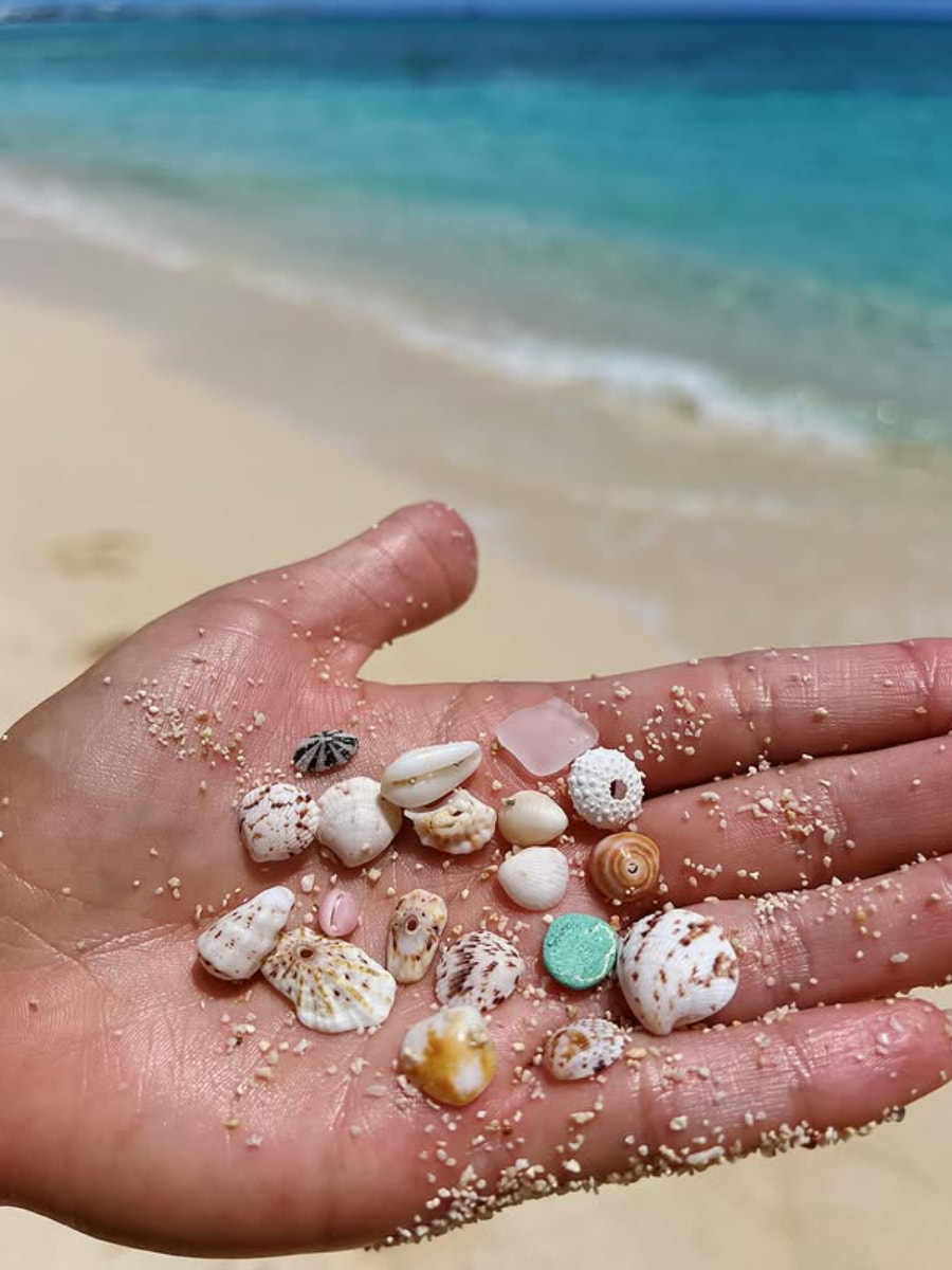 Beachcombing, Myrtle Beach, SC Beachcombing, Myrtle Beach, SC