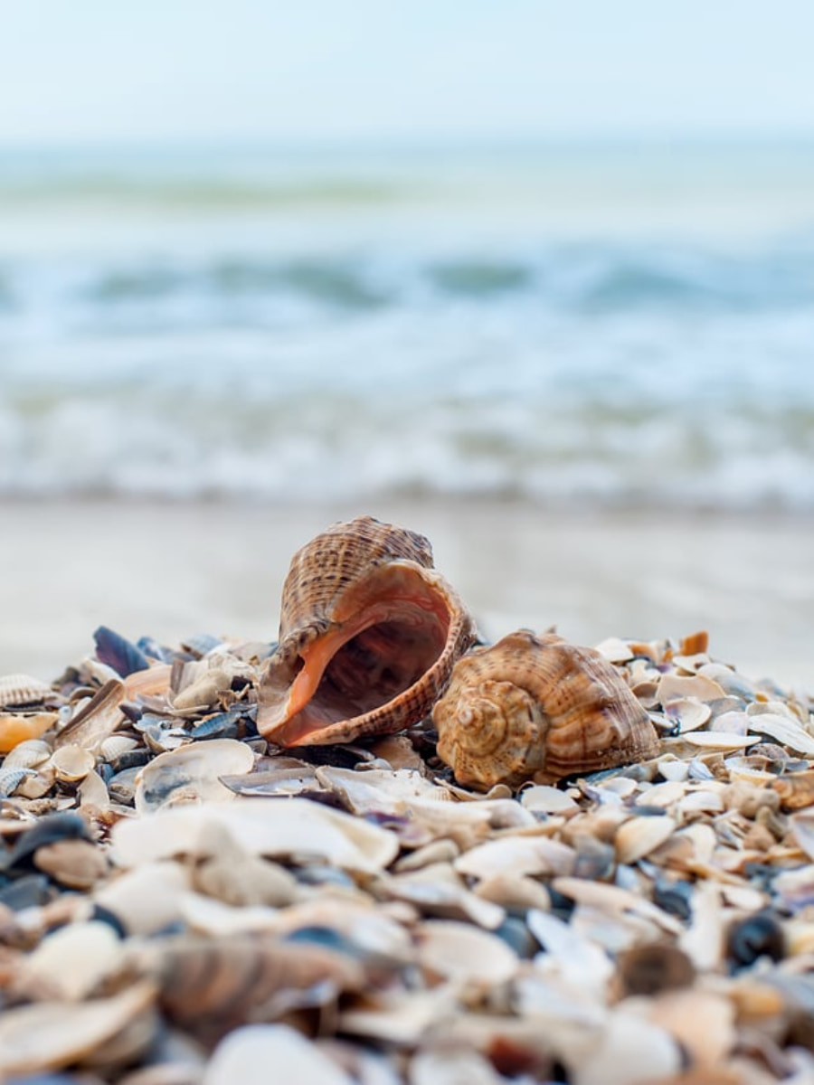 Beachcombing, Myrtle Beach, SC Beachcombing, Myrtle Beach, SC
