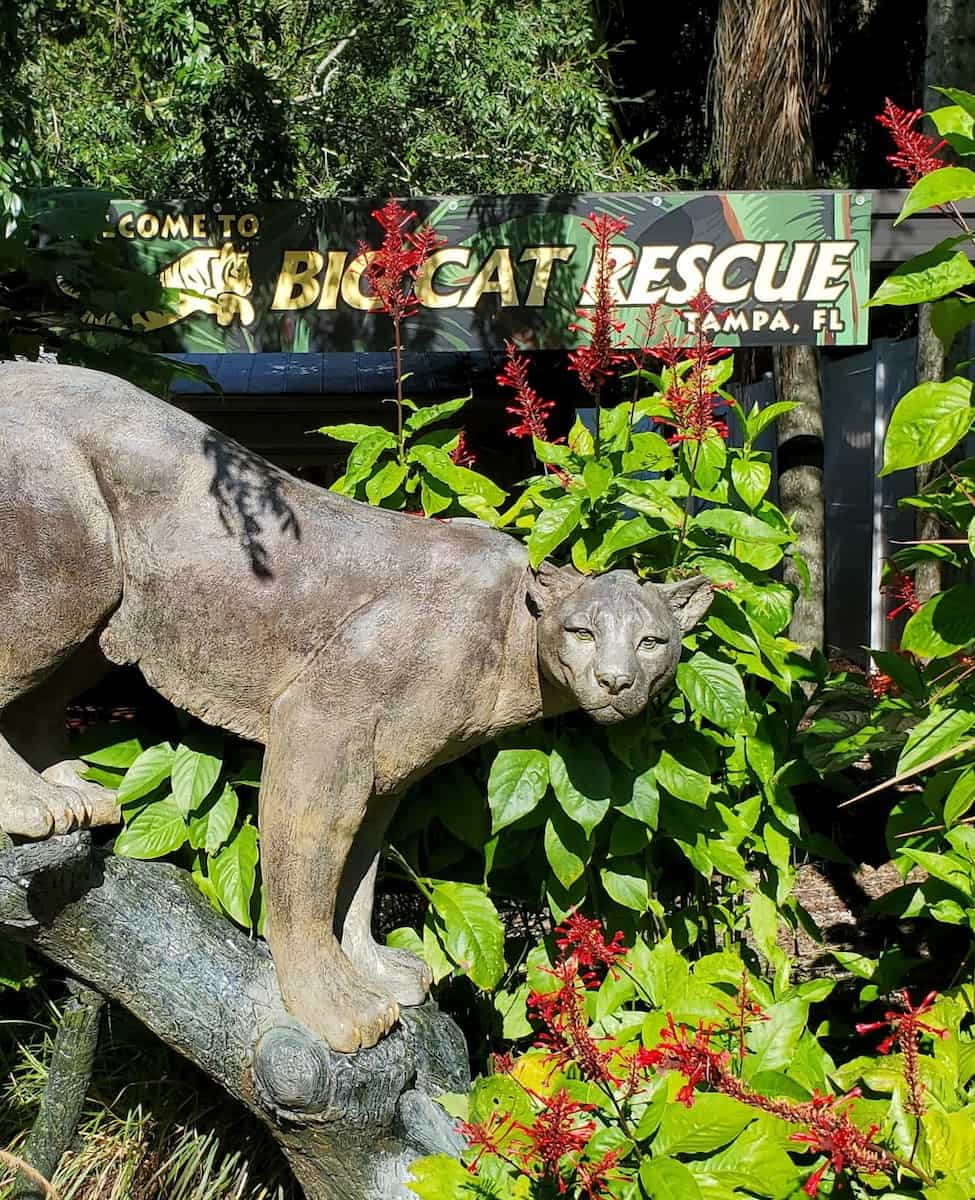 Big Cat Rescue, Tampa Big Cat Rescue, Tampa