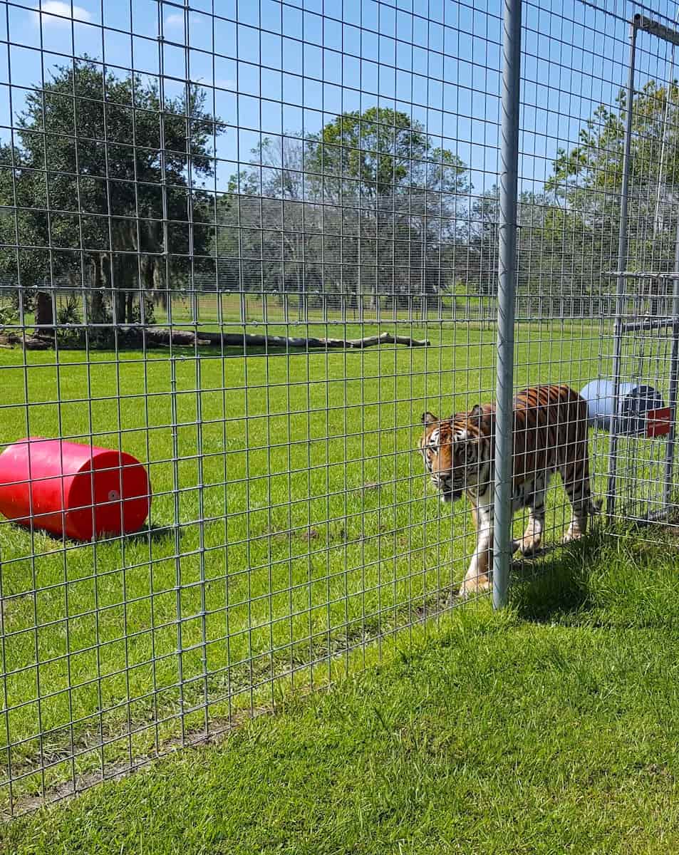 Big Cat Rescue, Tampa Big Cat Rescue, Tampa