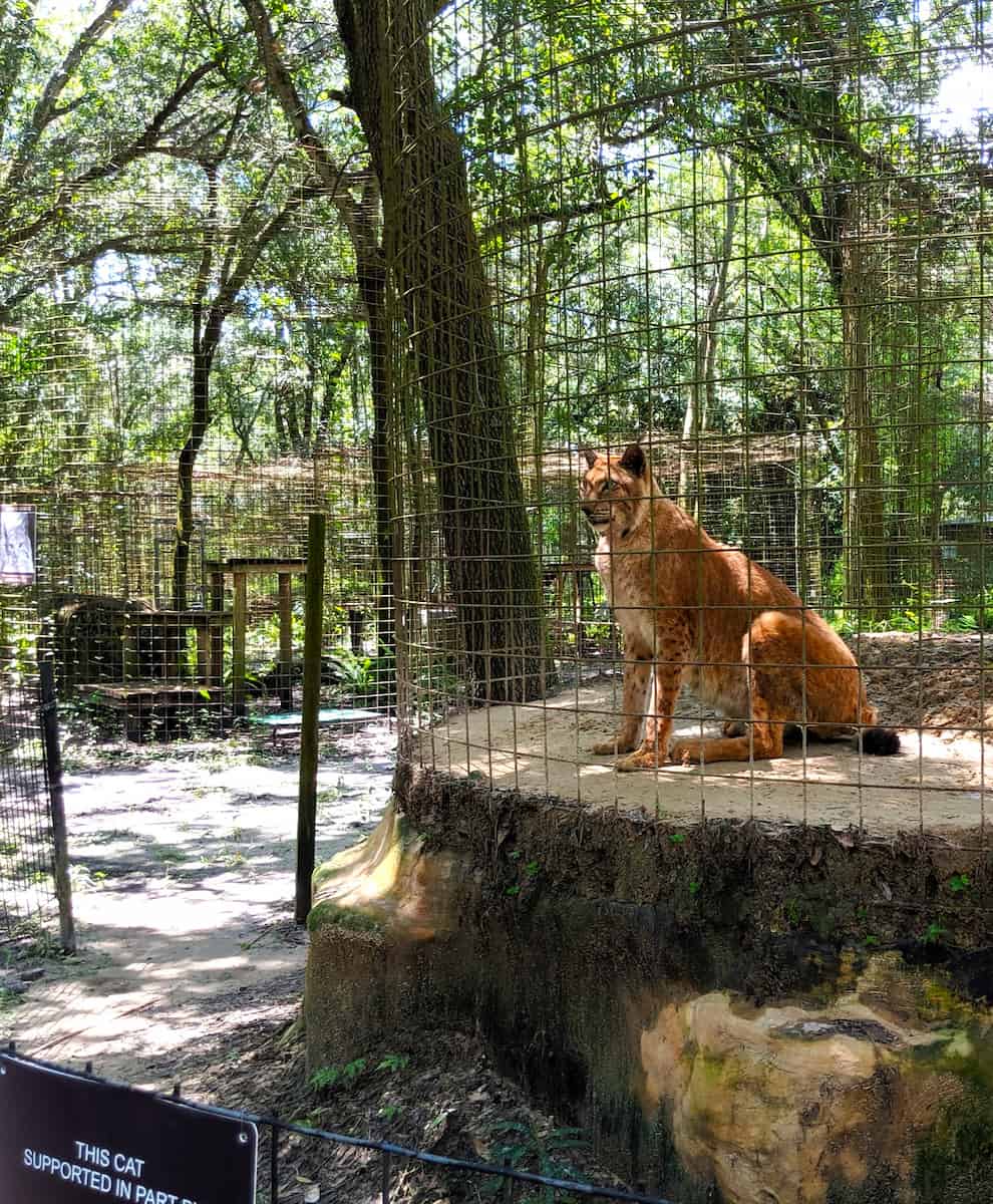 Big Cat Rescue, Tampa Big Cat Rescue, Tampa