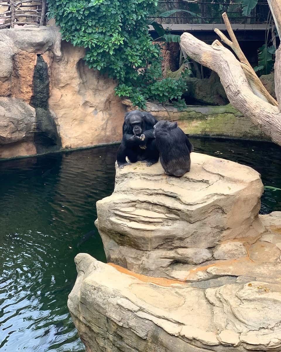 Bioparc Fuengirola, Andalusia