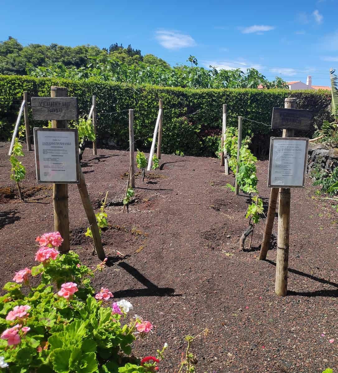 Biscoitos Wine Museum, Portugal