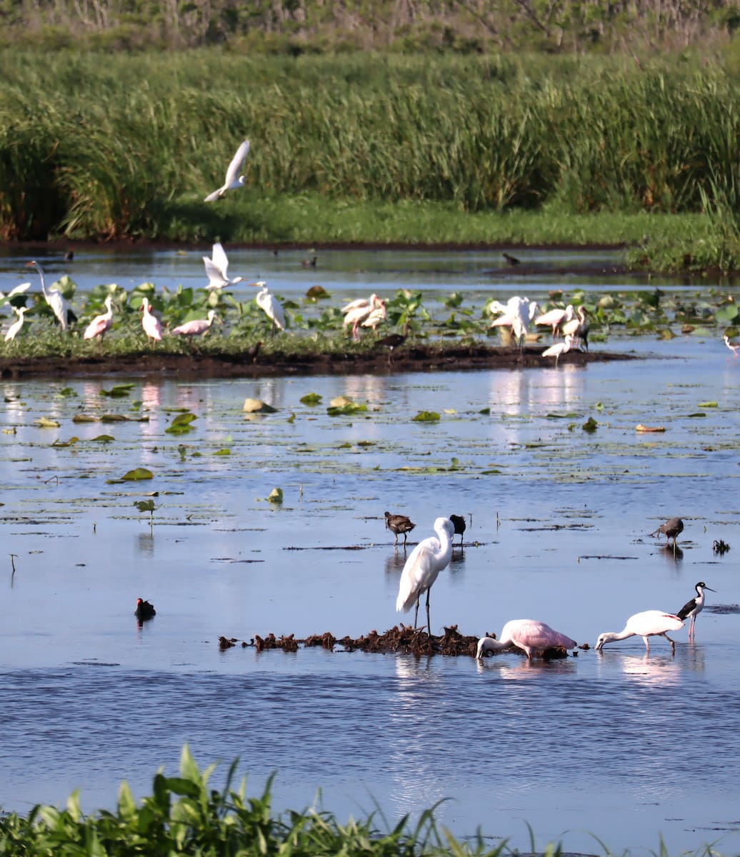 Brazos Bend State Park Texas Brazos Bend State Park Texas