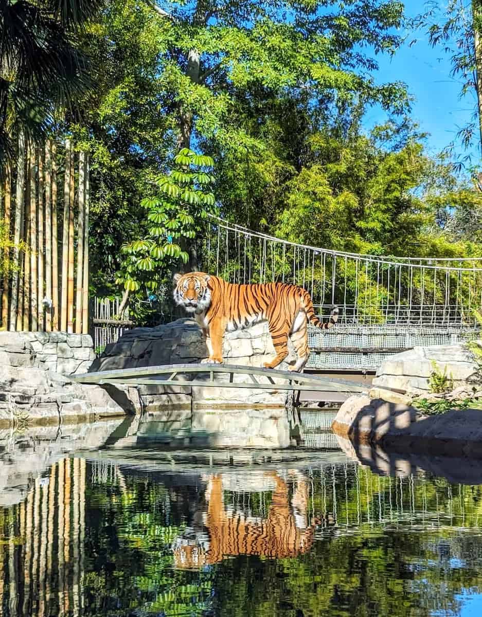 Busch Gardens Tampa Bay Busch Gardens Tampa Bay