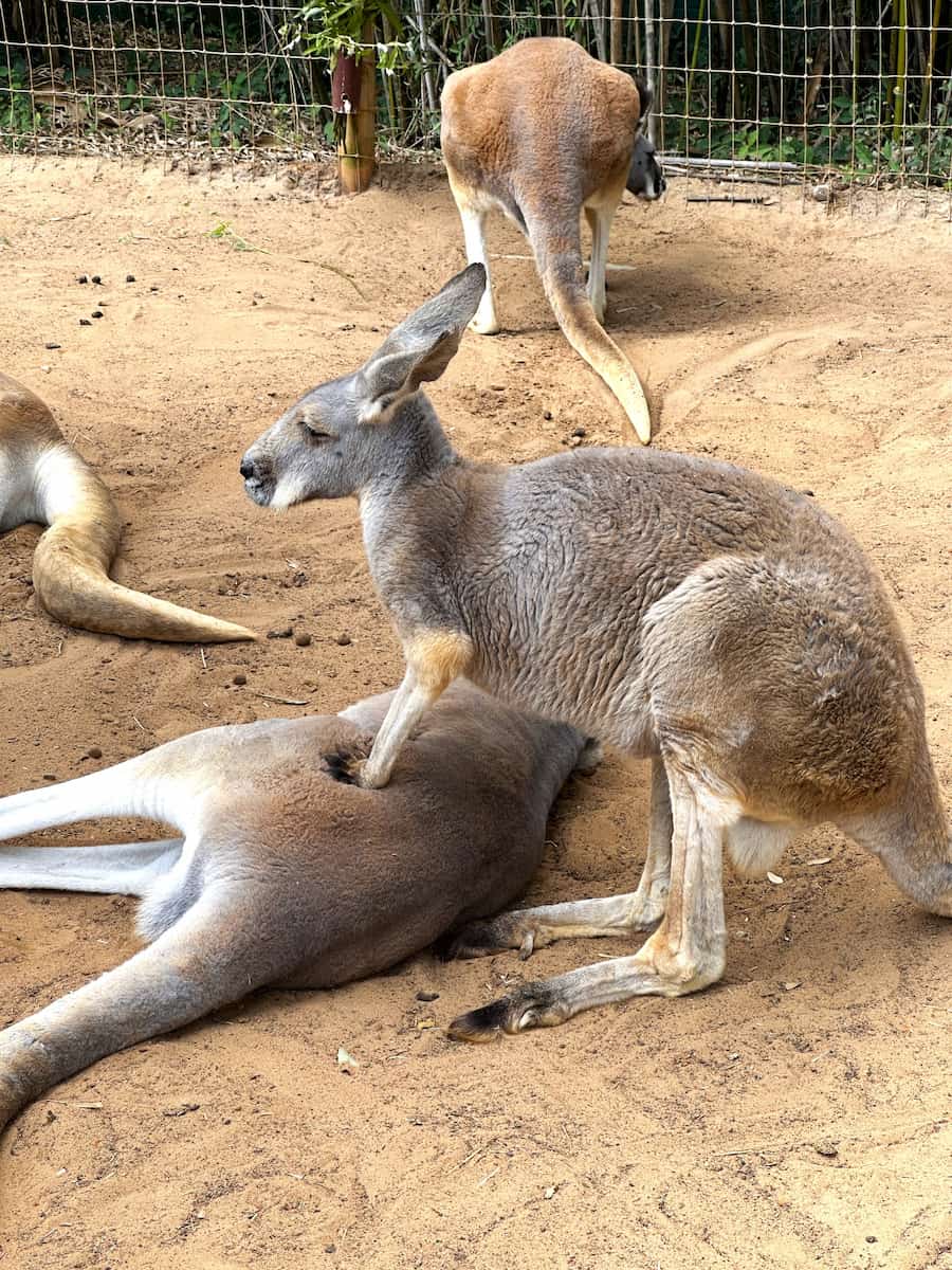 Busch Gardens Tampa Bay Busch Gardens Tampa Bay