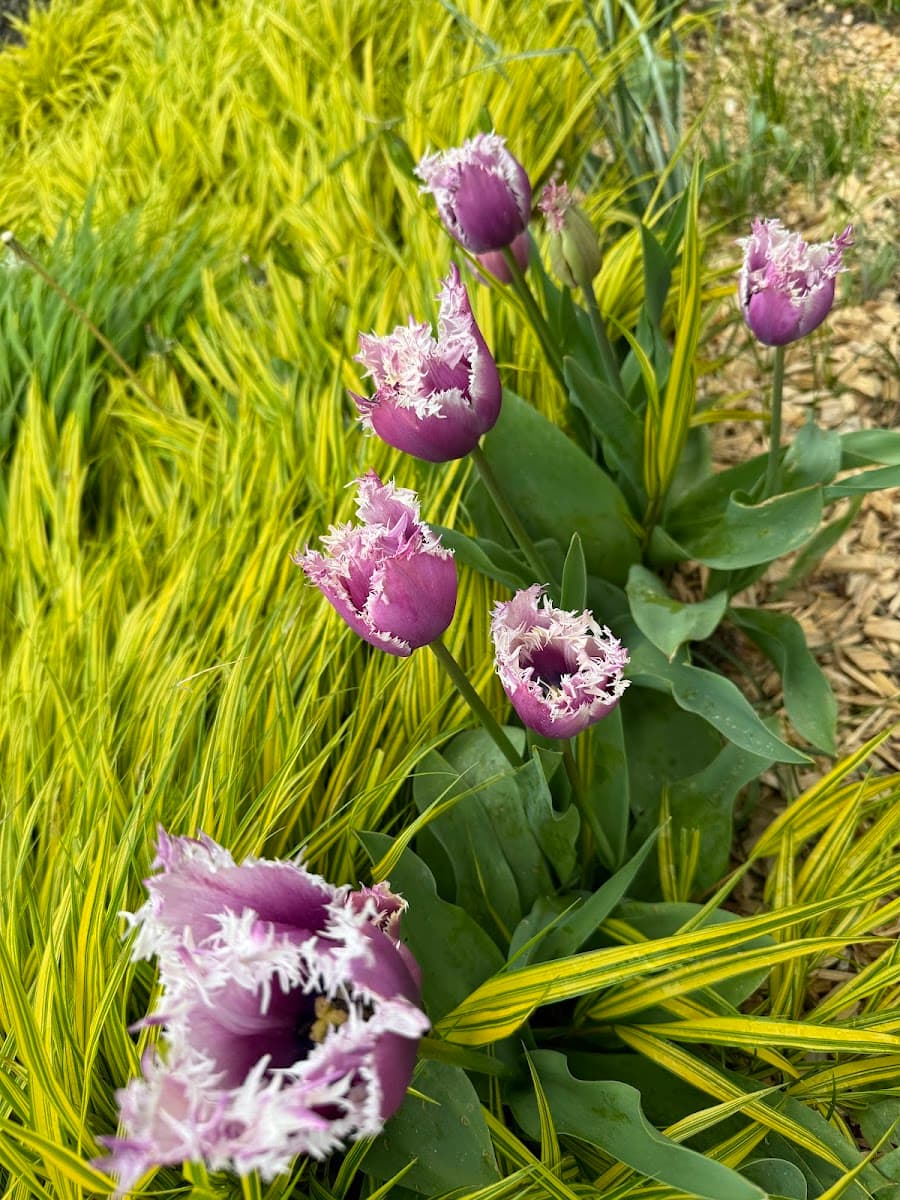 Caen Botanical Garden, Caen Caen Botanical Garden, Caen