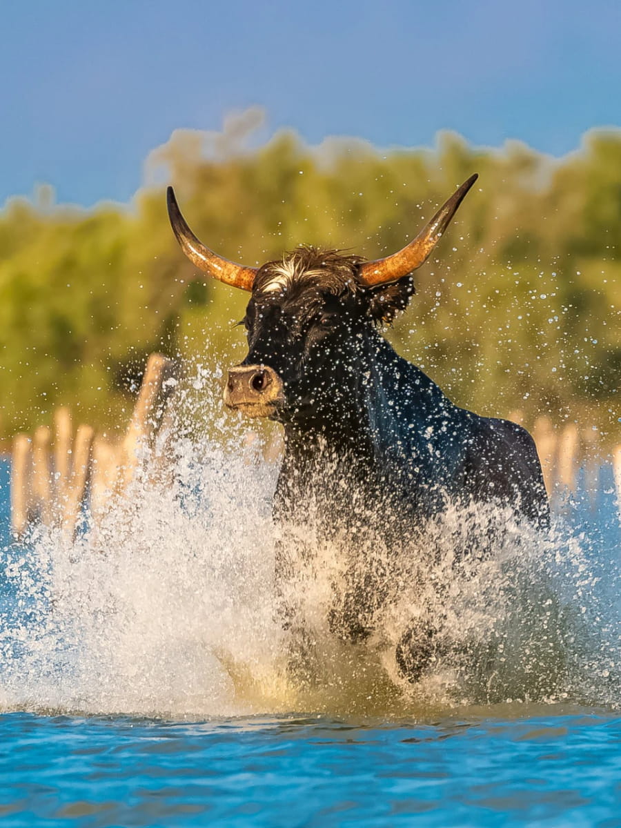Camargue National Park, Arles Camargue National Park, Arles