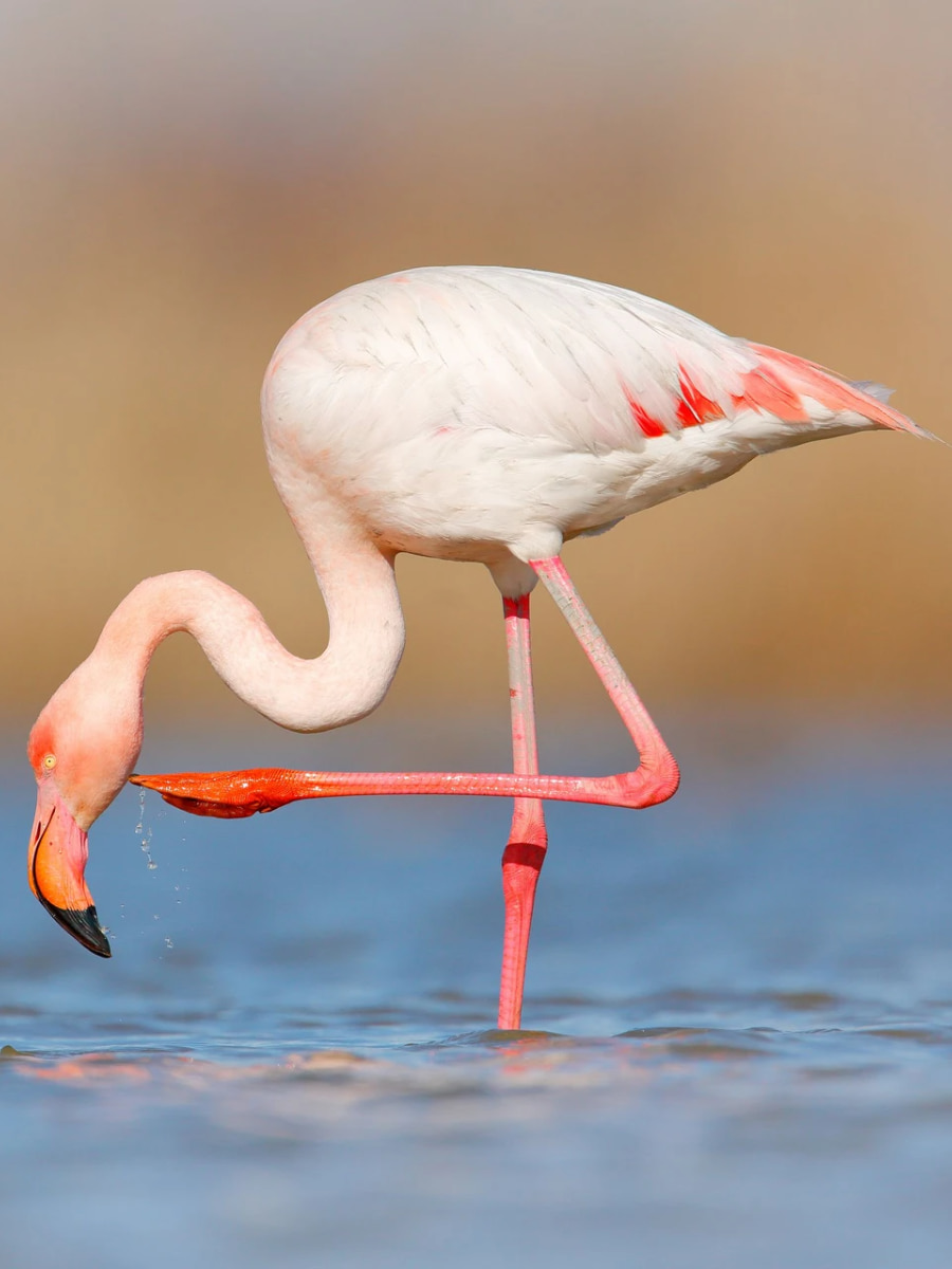 Camargue National Park, Arles Camargue National Park, Arles