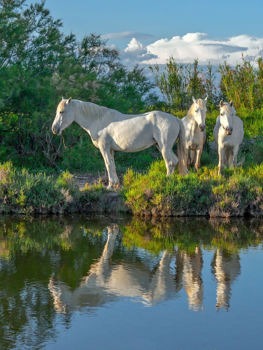Camargue National Park, Arles Camargue National Park, Arles