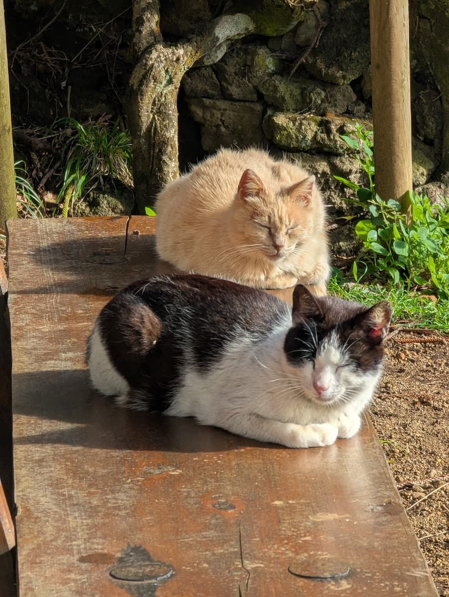 Cat Sanctuary Monte Brasil