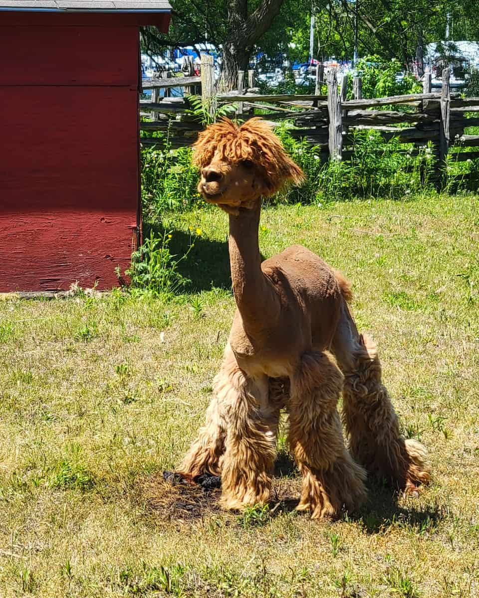 Centreville Amusement Park, Toronto Centreville Amusement Park, Toronto