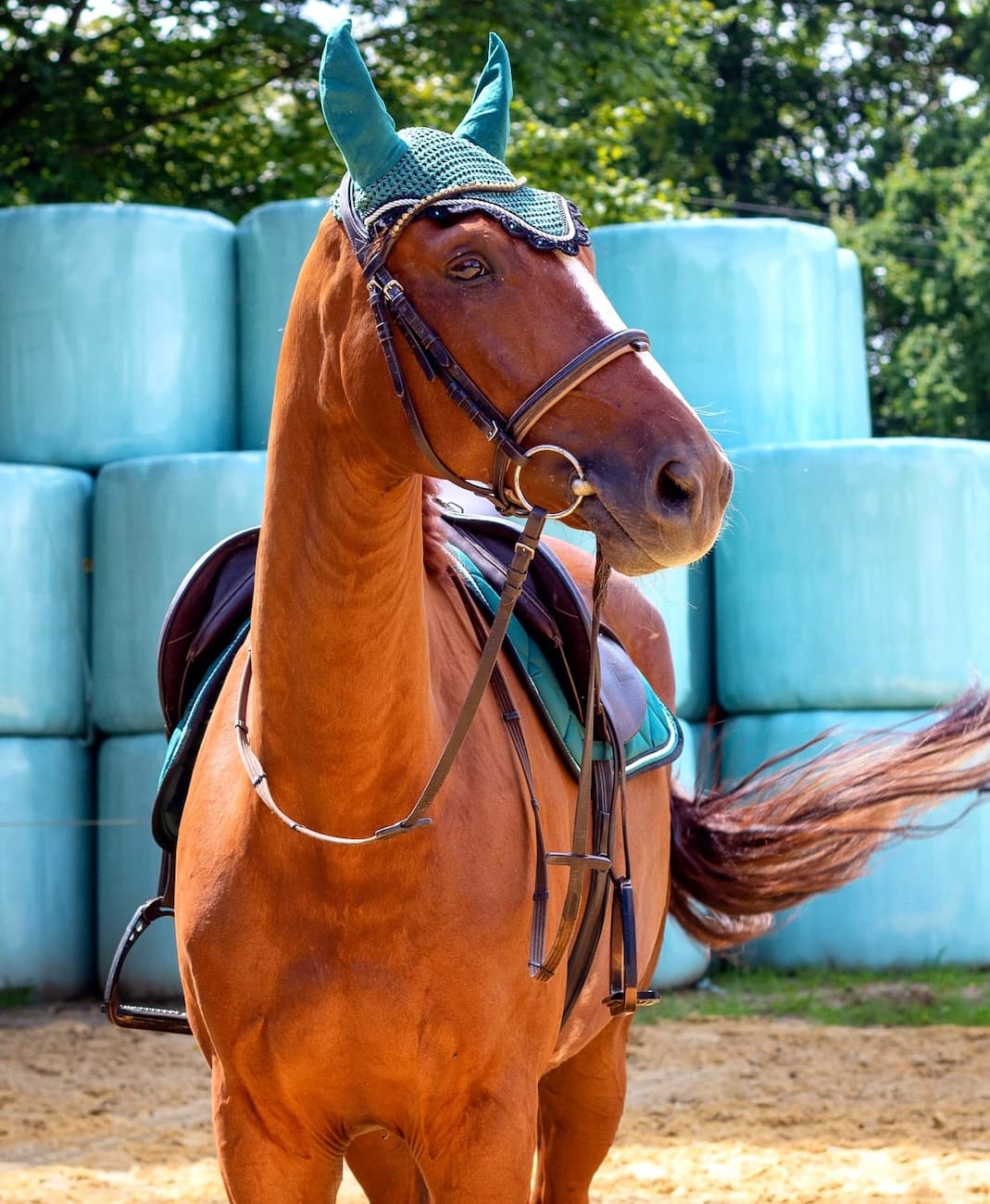 Cerro Lusitano, Ericeira Cerro Lusitano, Ericeira