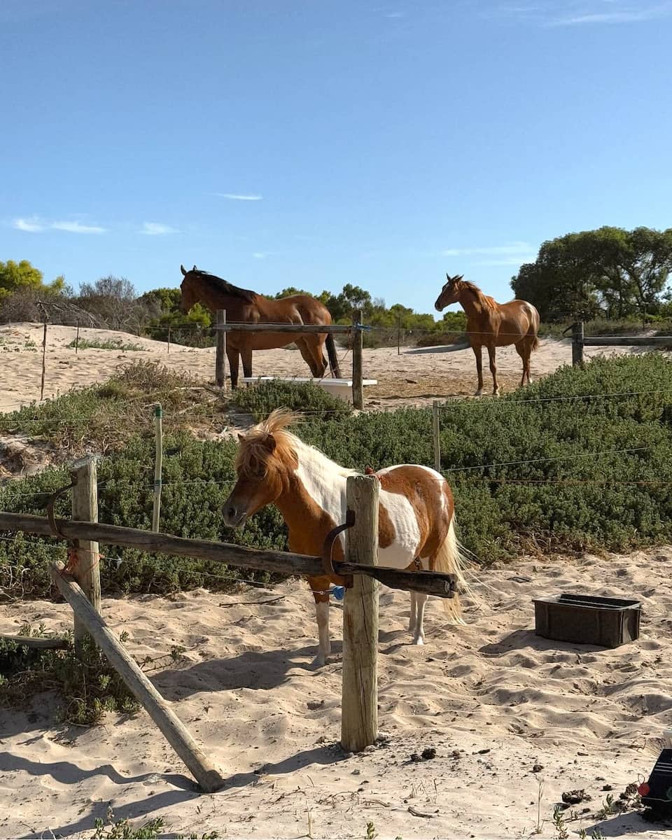 Cerro Lusitano, Ericeira Cerro Lusitano, Ericeira