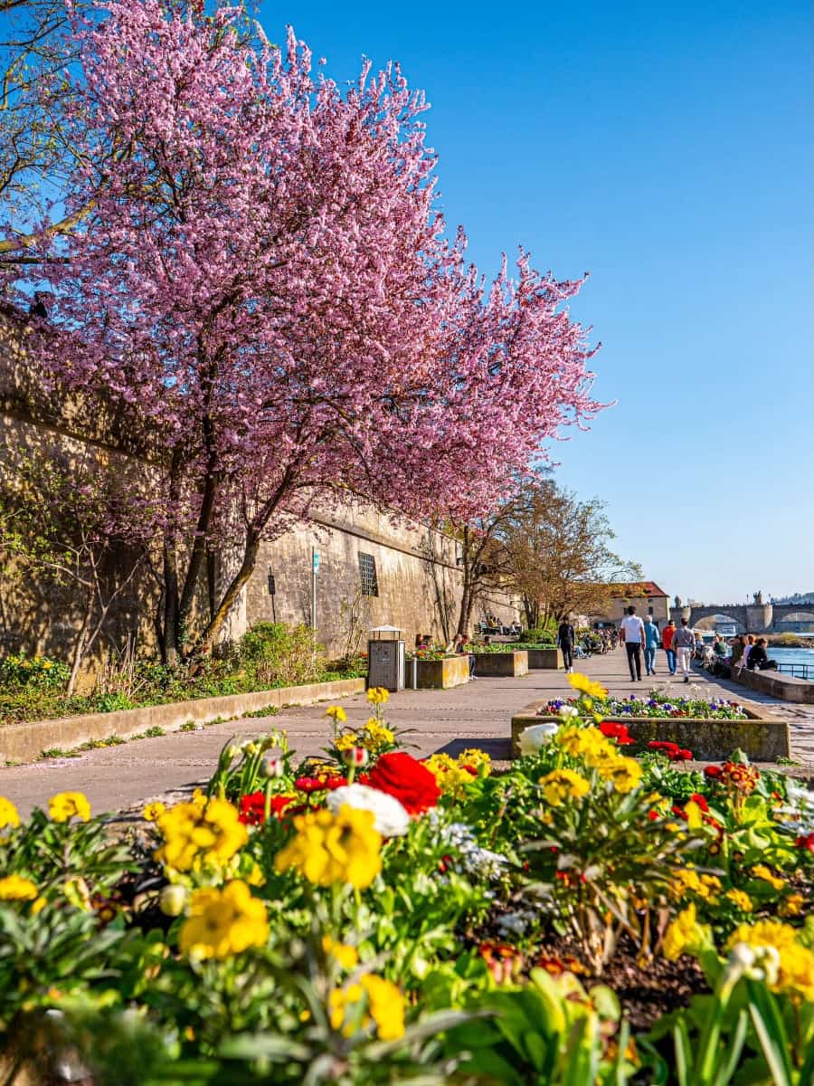 Cherry Blossom Festival, Würzburg