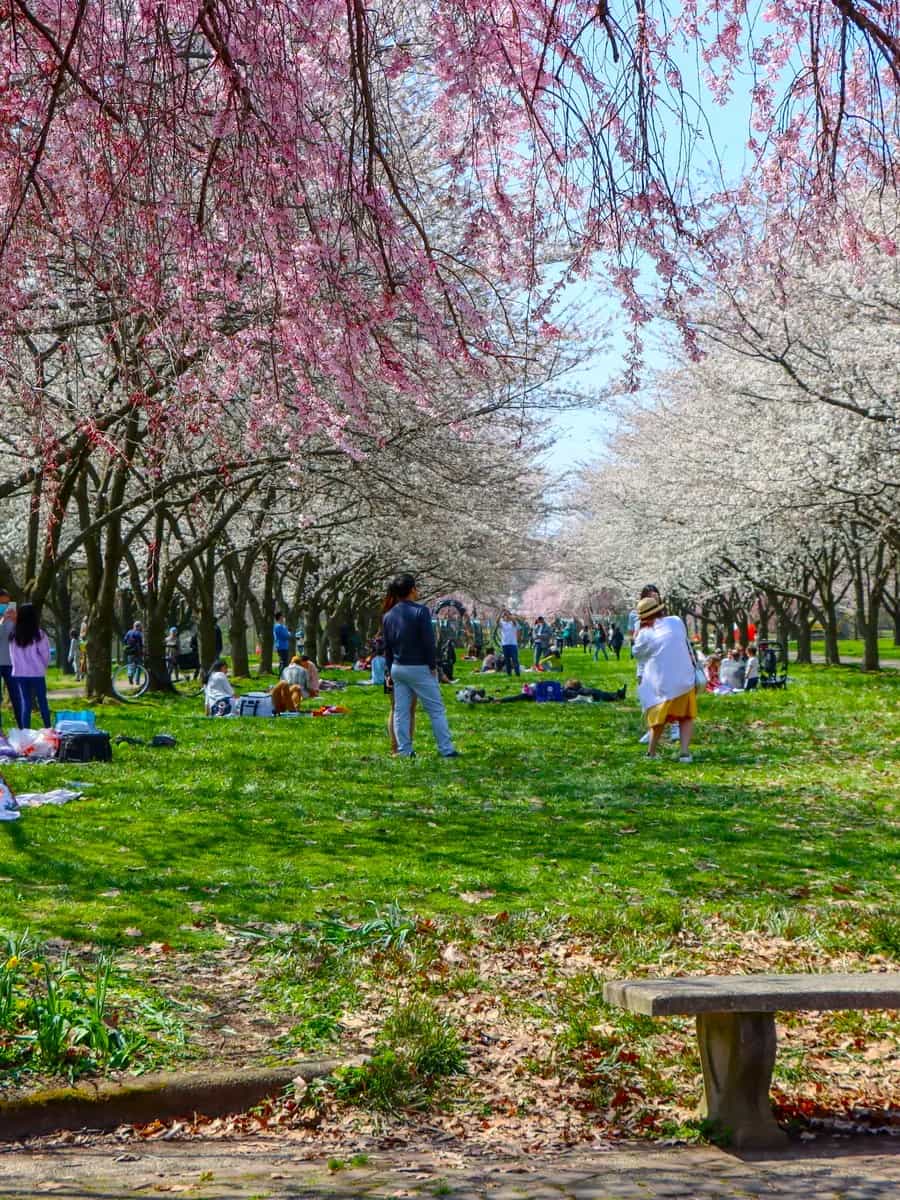 Cherry Blossoms in Fairmount Park, Philadelphia