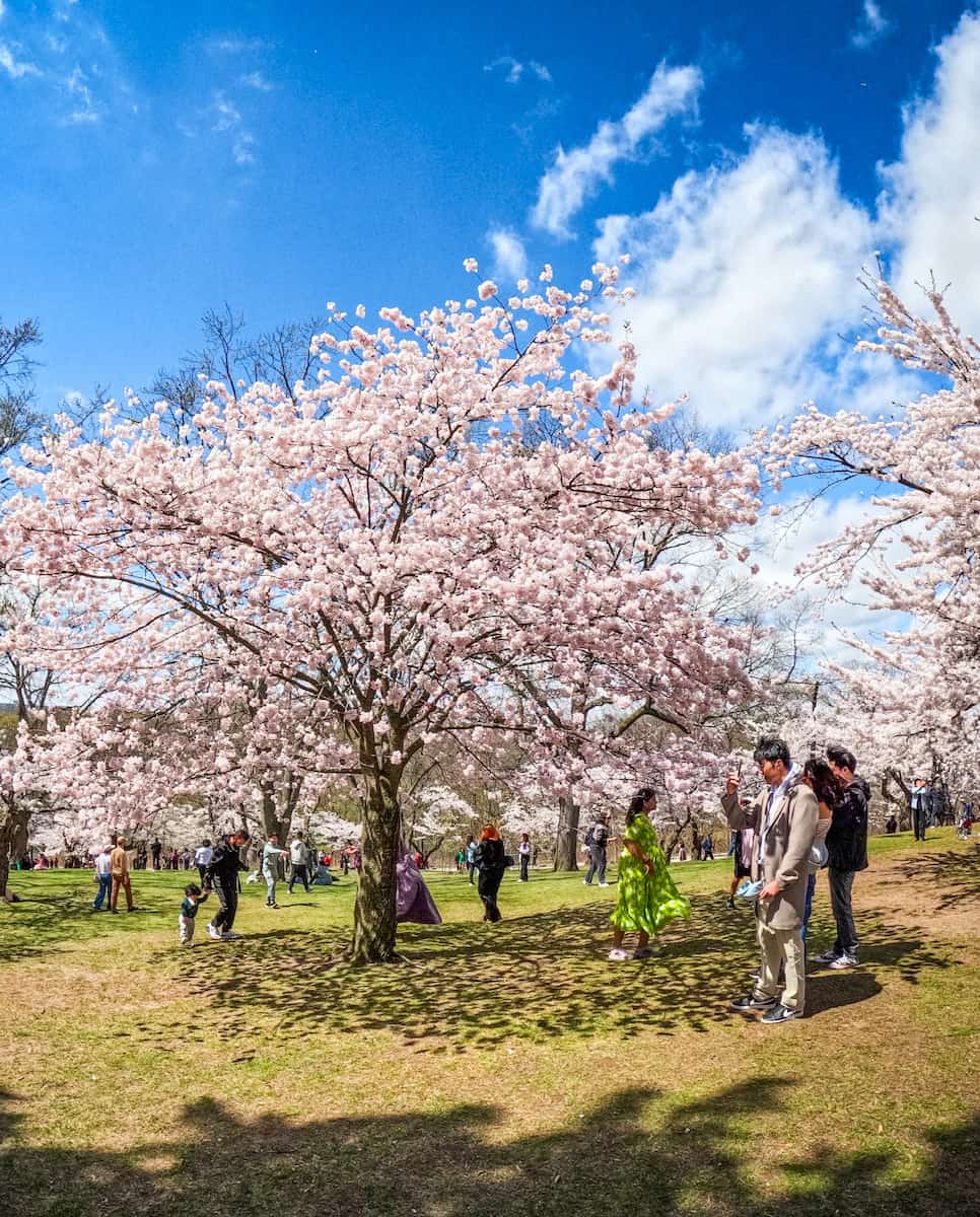 Cherry Blossoms in High Park, Toronto Cherry Blossoms in High Park, Toronto