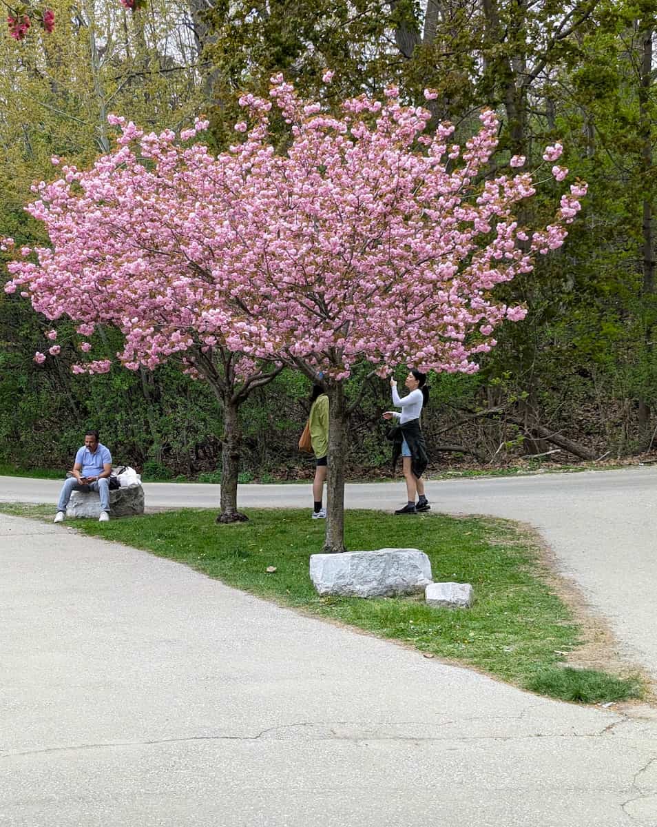 Cherry Blossoms in High Park, Toronto Cherry Blossoms in High Park, Toronto