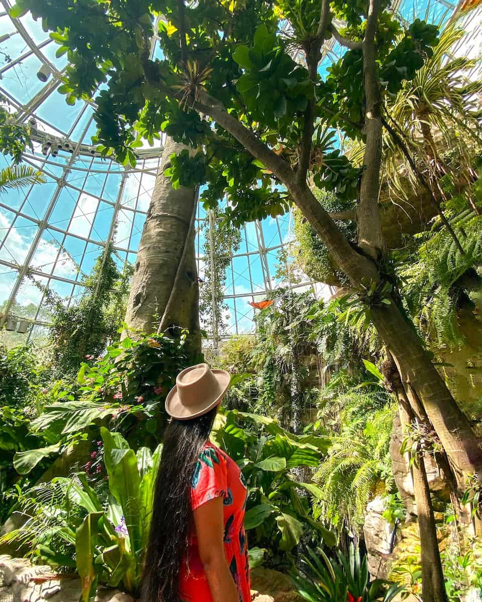 Cockrell Butterfly Center Houston 1 Cockrell Butterfly Center Houston 1