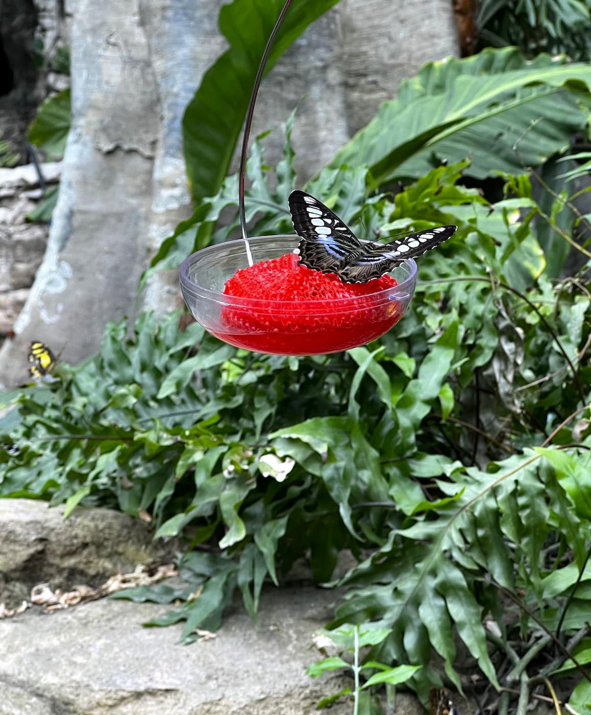 Cockrell Butterfly Center Houston Cockrell Butterfly Center Houston