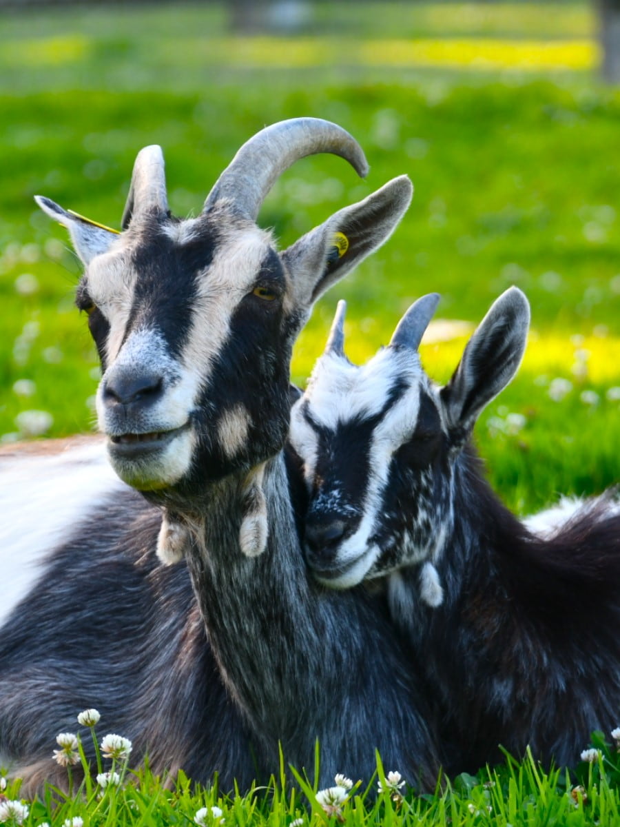 Animal Park in Colline aux Oiseaux, Caen Animal Park in Colline aux Oiseaux, Caen
