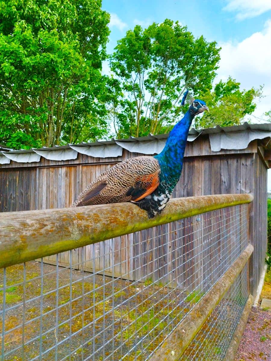 Animal Park in Colline aux Oiseaux, Caen Animal Park in Colline aux Oiseaux, Caen