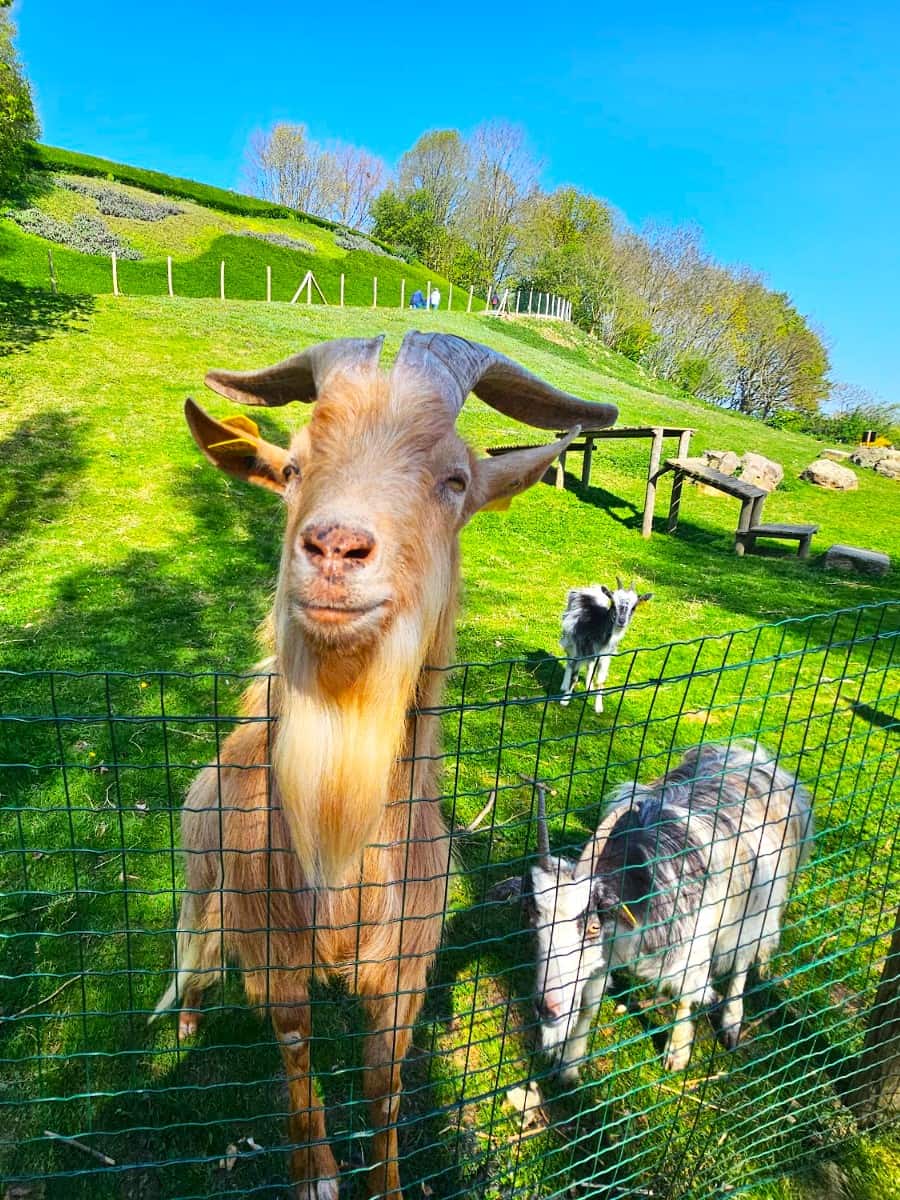 Animal Park in Colline aux Oiseaux, Caen Animal Park in Colline aux Oiseaux, Caen