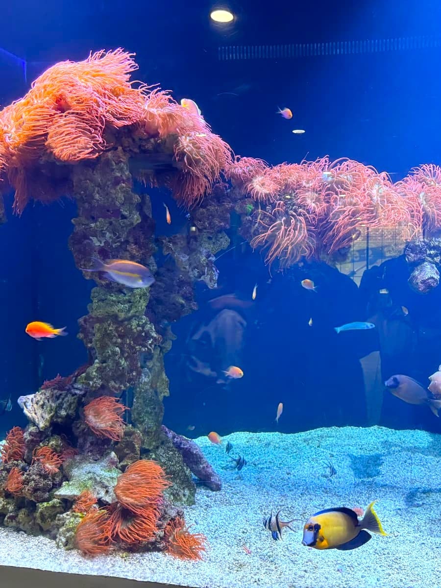 Inside of Dallas World Aquarium, Dallas Inside of Dallas World Aquarium, Dallas