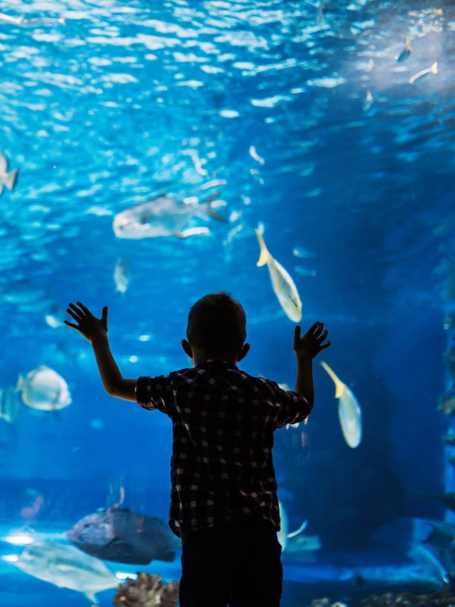 Inside of Dallas World Aquarium, Dallas Inside of Dallas World Aquarium, Dallas