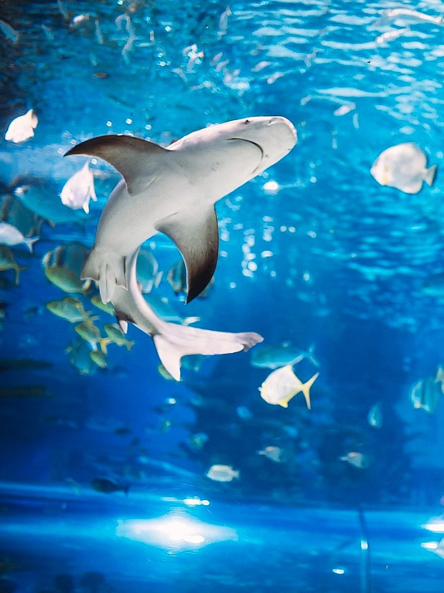 Inside of Dallas World Aquarium, Dallas Inside of Dallas World Aquarium, Dallas